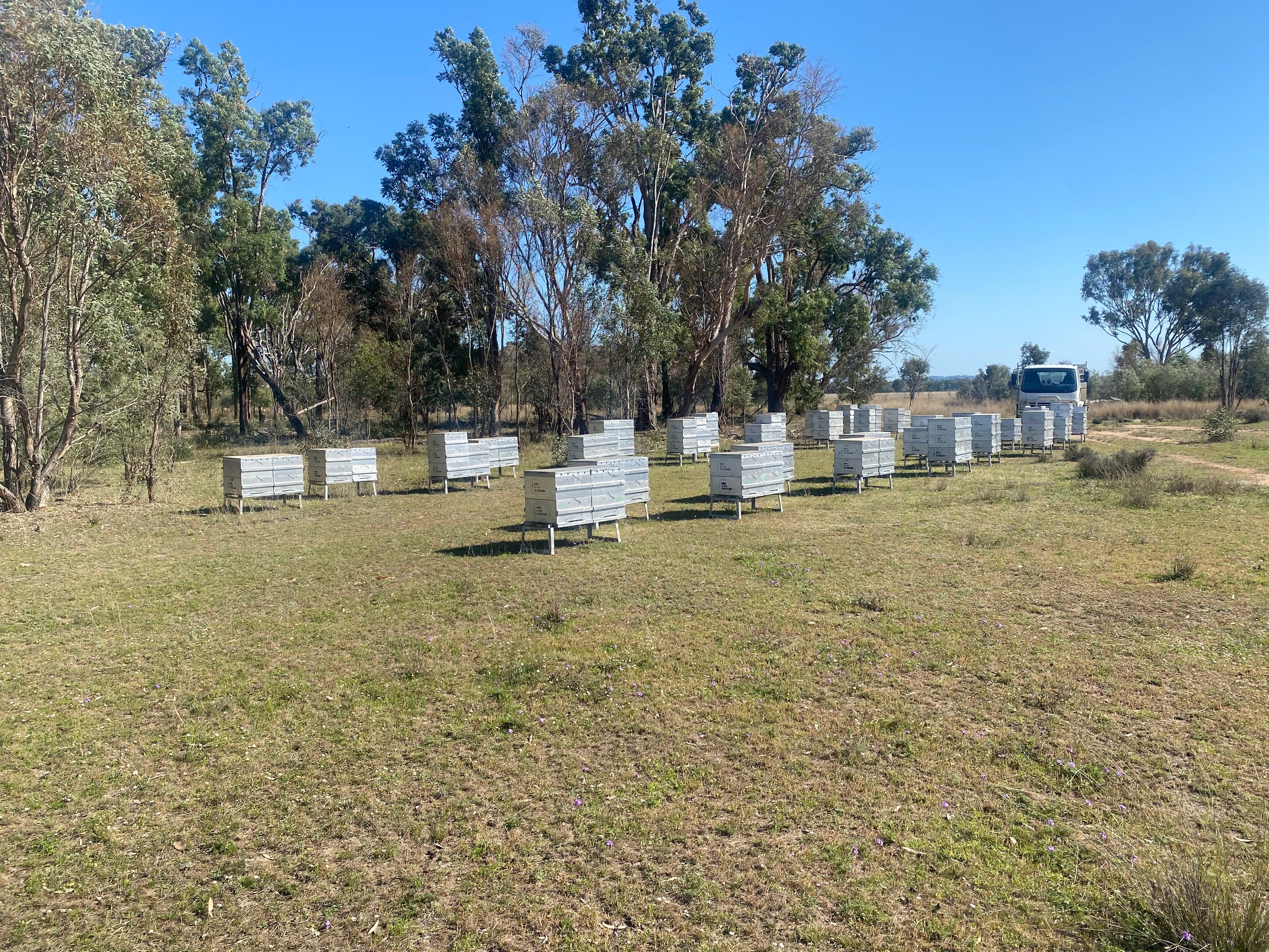 Empowering Your Hive's Success